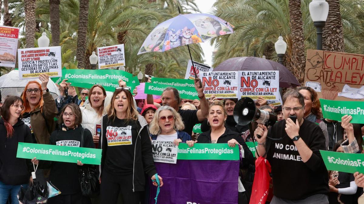 Concentración en Alicante por la Ley de Bienestar Animal y las colonias felinas