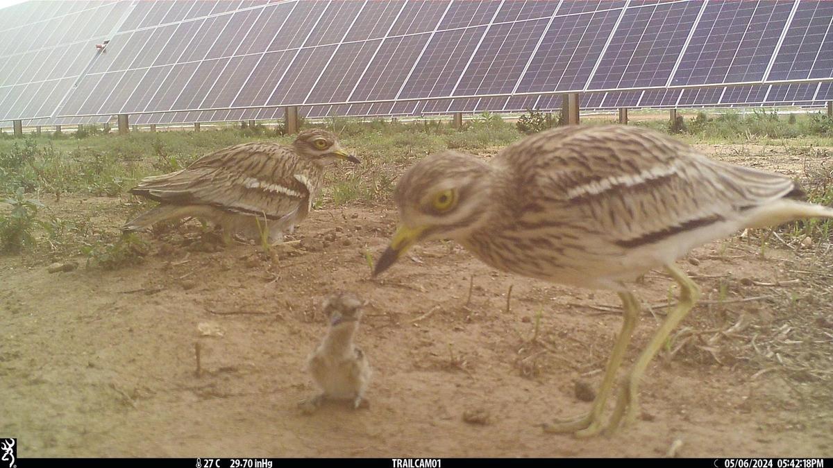 Una pareja de alcavaranes criando bajo placas fotovoltaicas.