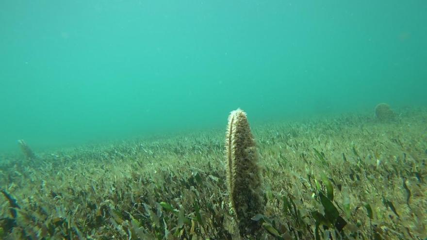 Localizada una colonia de más de 70 nacras en el Mar Menor