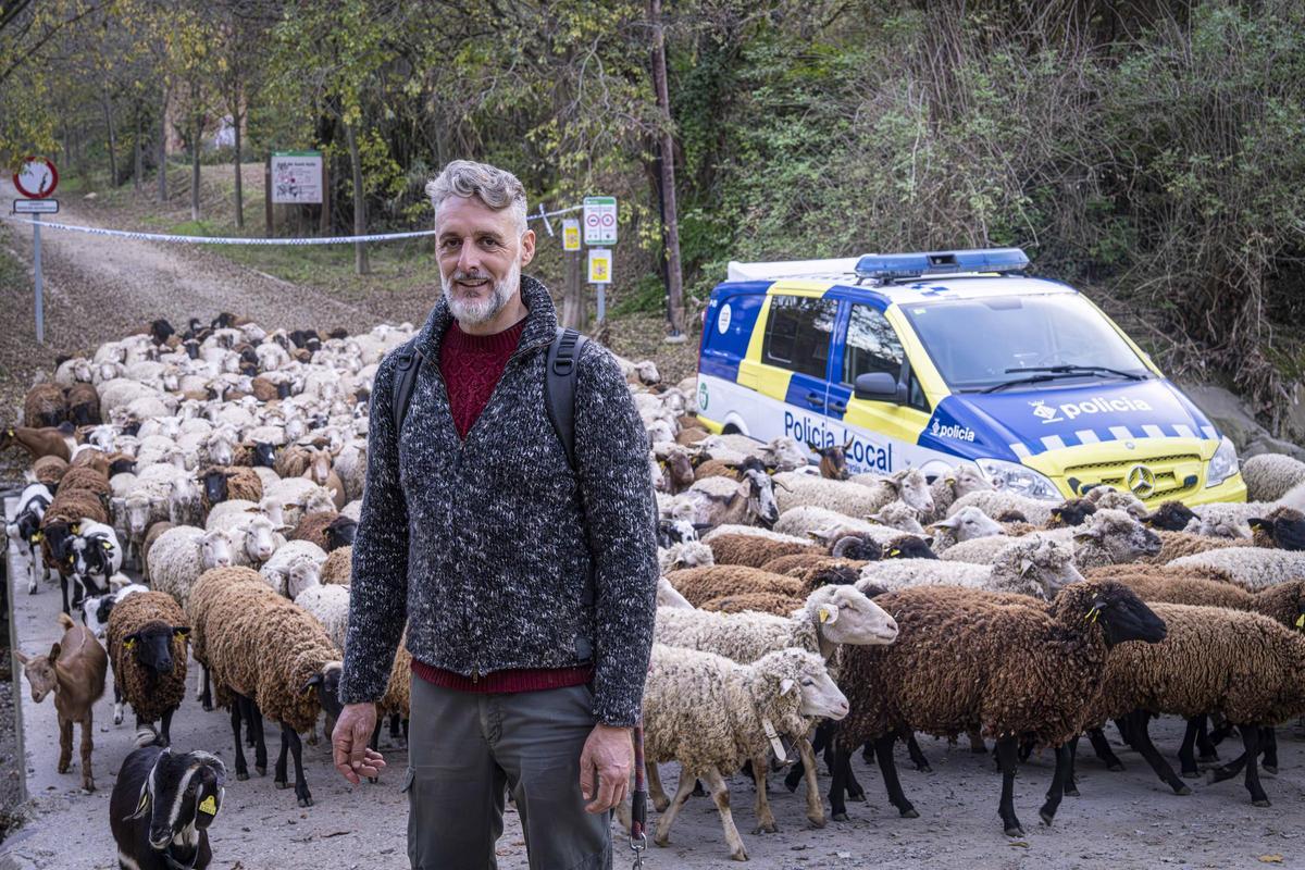 El pastor oficial de Collserola que pastura en áreas de alto riesgo por la peste porcina africana