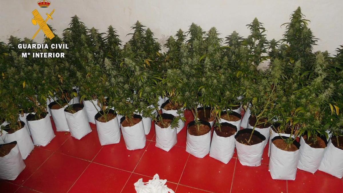 Cuatro investigados por dos invernaderos de marihuana en Cabeza del Buey