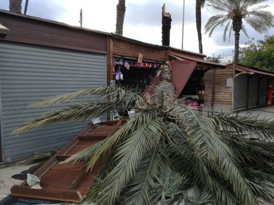 Es el tercer ejemplar de palmera que cae sobre los puestos de artesanía en un mes y los vendedores lamentan la falta de mantenimiento.