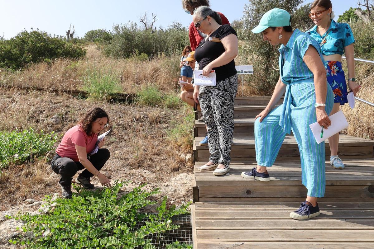 La necrópolis de Puig des Molins, una «burbuja de biodiversidad»