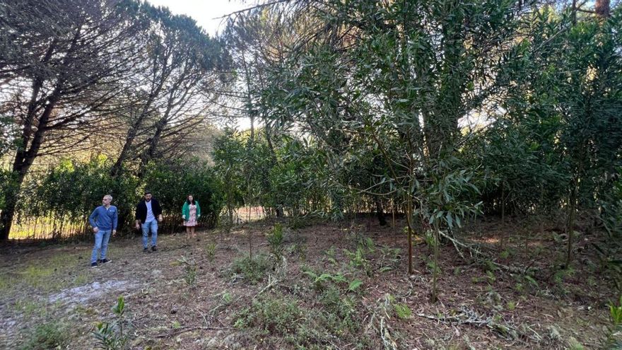 La acacia invasora asedia el complejo dunar de Nerga-Barra y urgen medidas para erradicarla