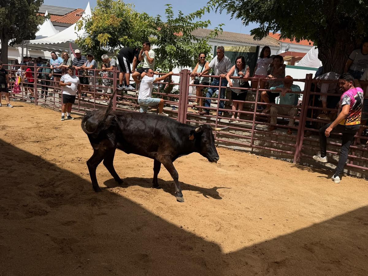 Comienzan los encierros de vacas bravas en la localidad de Alcaracejos: intensidad y emoción en las calles