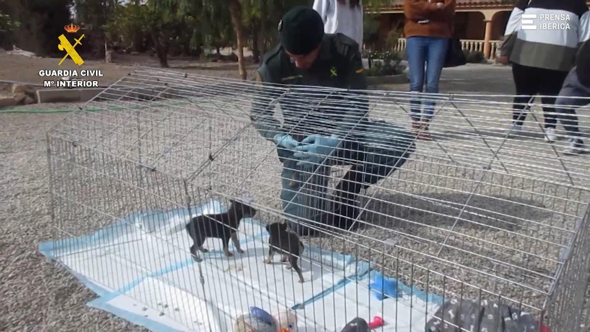 Un vecino de Lorca (Murcia) amputó la cola a cuatro cachorros