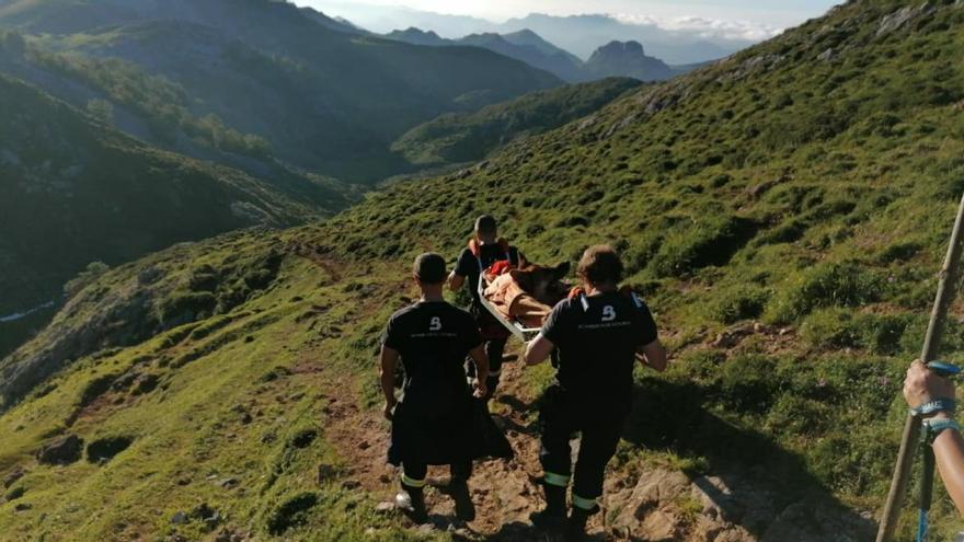 Rescatan a un perro en los Picos de Europa que sufrió un golpe de calor y le fallaban las patas