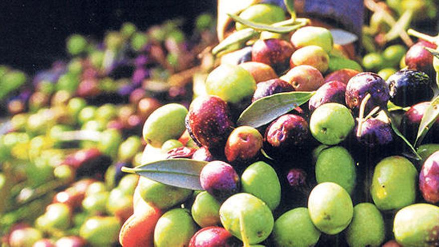 El milagro del aceite. Aceitunas camino de la almazara (de ´Olivos milenarios de Mallorca´).