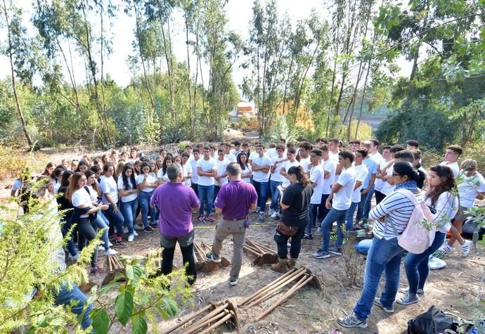 REPOBLACIÓN FORESTAL FONTANALES MOYA