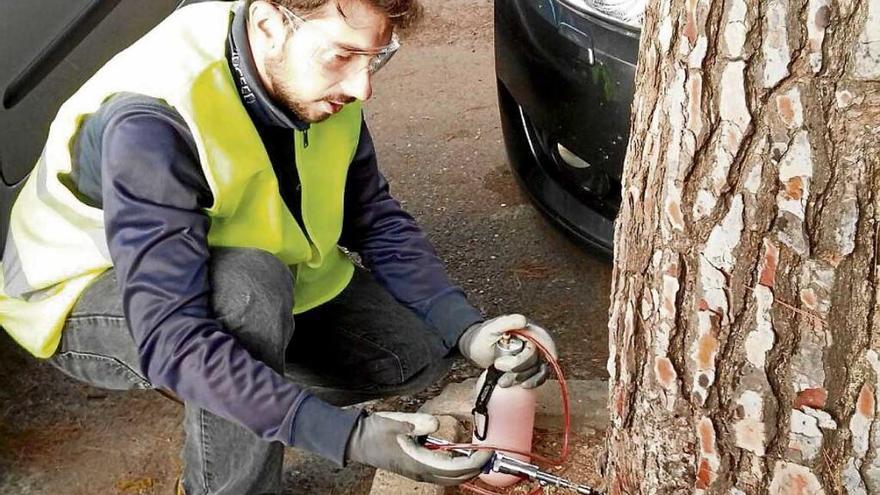 Un operario inyecta el biocida en el tronco del árbol.