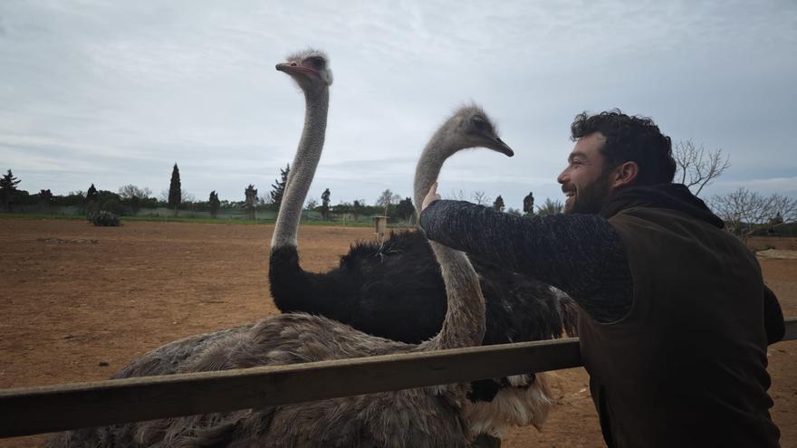 Fotos | La granja de avestruces de Mallorca, en imágenes