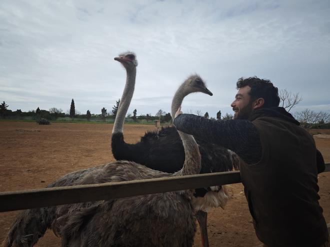 Fotos | La granja de avestruces de Mallorca, en imágenes
