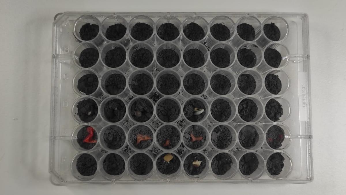 Primer experimento biológico para cultivar plantas sobre un suelo de regolito, el material más característico del suelo lunar.