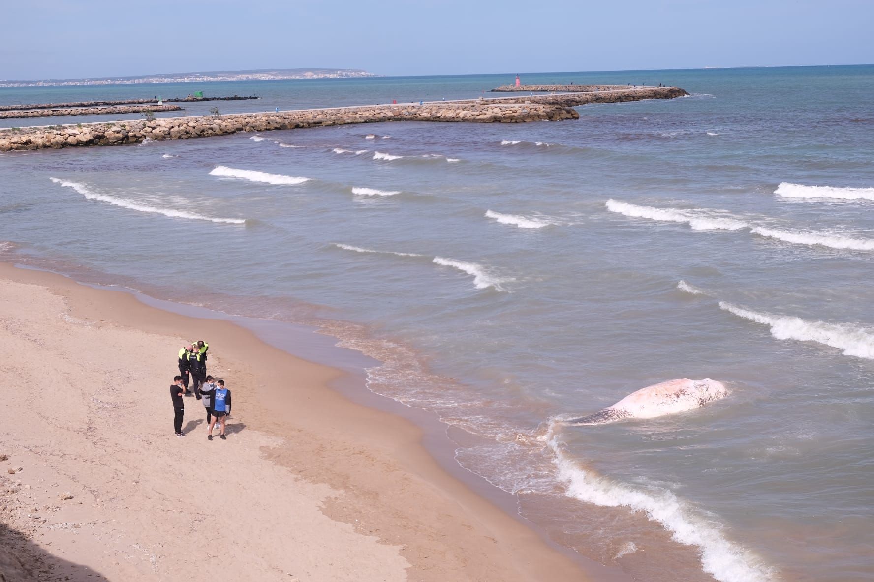 Aparece una ballena en Guadamar