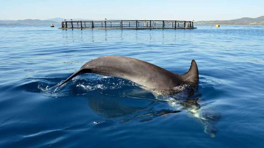 Un delfín en el interior de la ría de Arousa, donde su proliferación ha sido espectacular en los últimos años. // Muñiz