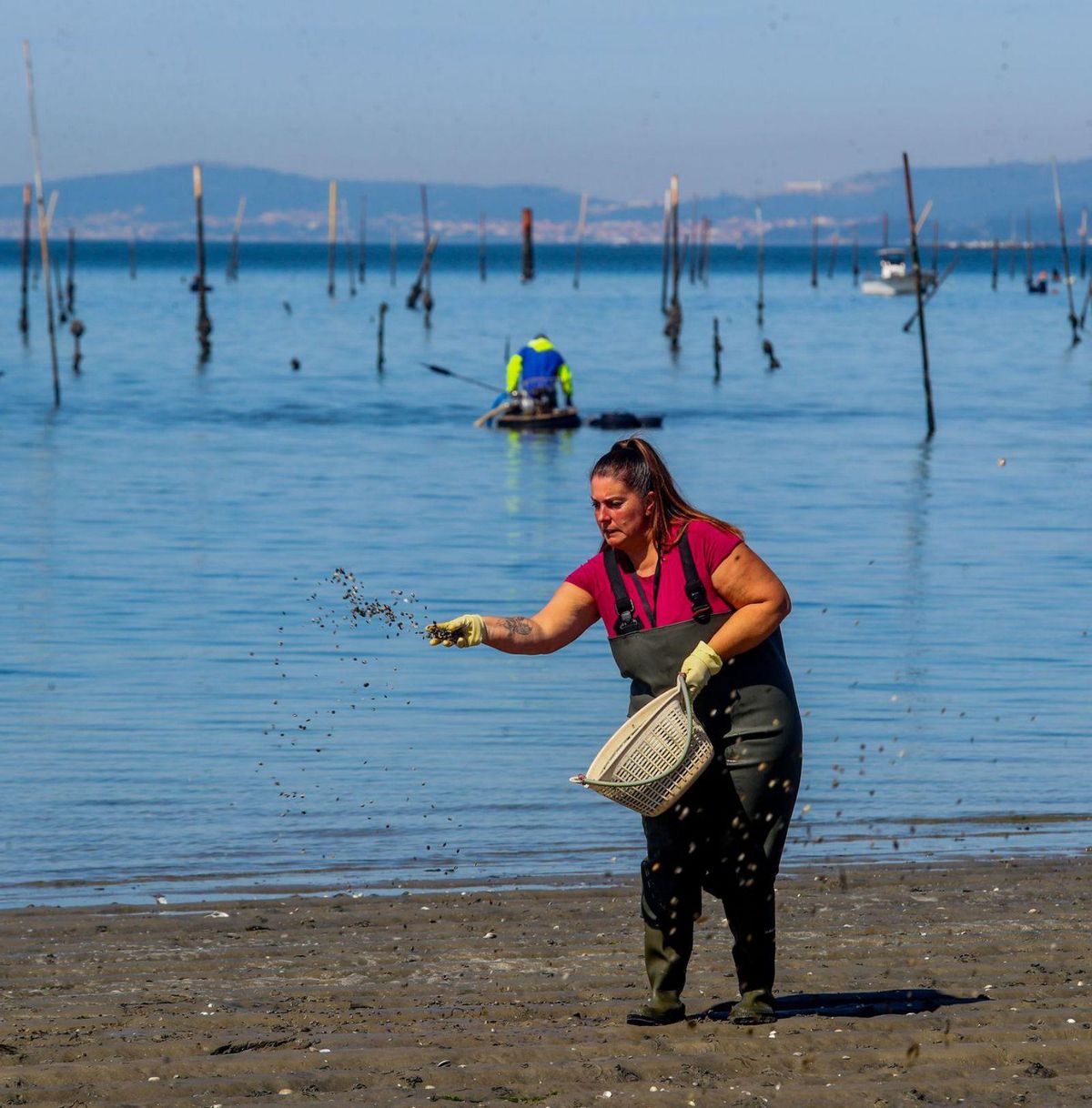 Siembra de almeja en la playa vilagarciana de Compostela. |  Iñaki Abella