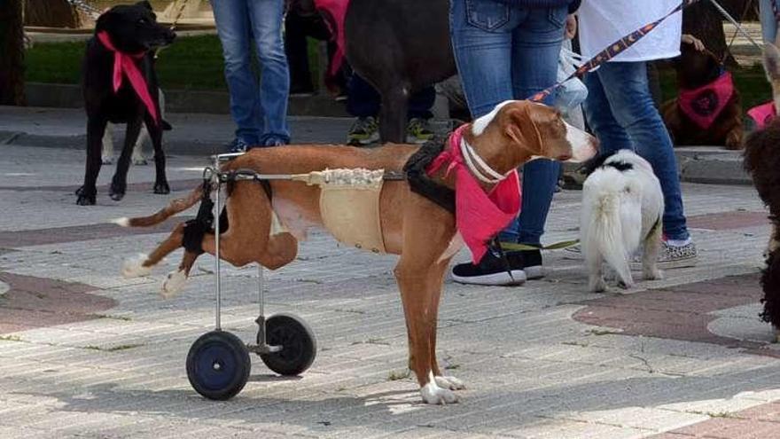 &quot;Rayo&quot; es el perro para el que se organiza la gala benéfica.