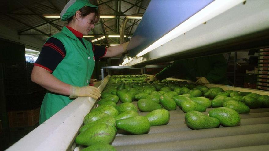 El sector agrícola cierra en Málaga el peor año del siglo y afronta una reforma histórica