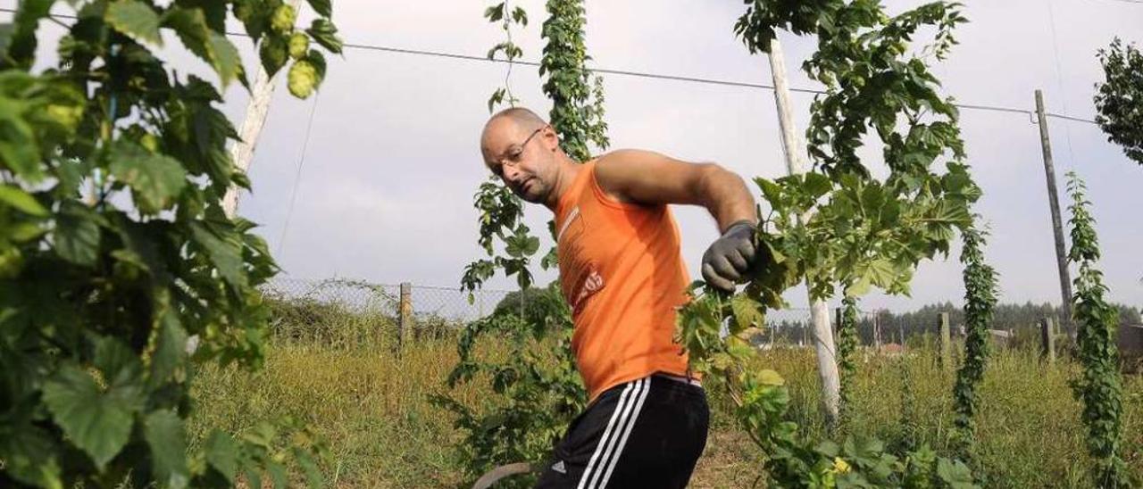 José Crespo entre su plantación de lúpulos en la corta de las plantas. // Bernabé/JavierLalín