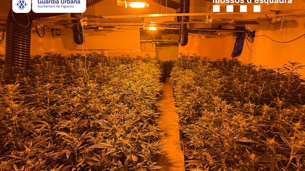 Un cultiu de 1.830 plantes de marihuana a Figueres desmantellat.