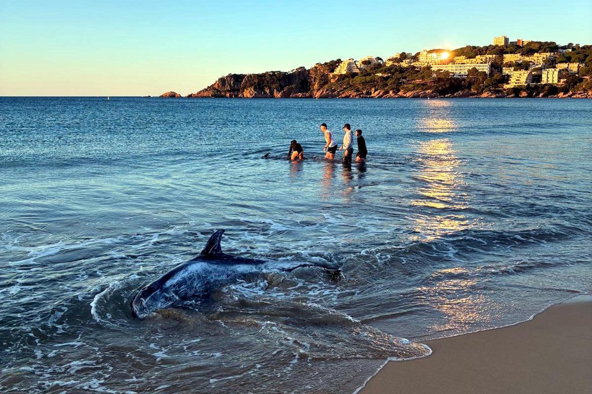 En primer terme un dels dofins; al fons, els joves i l'agent dels mossos rescatant l'altre