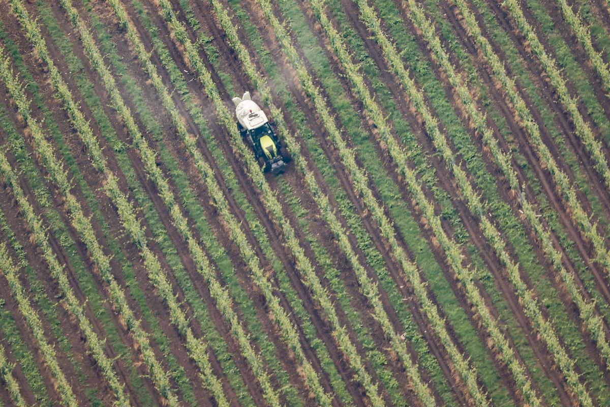 Imagen de un cultivo.