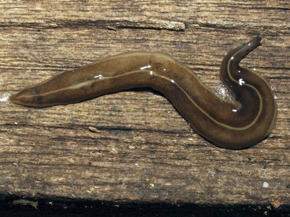 Un exemplar del ’Platelmintos manokwaris’ descobert a França. Un exemplar del ’Platelmintos manokwaris’ descobert a França.