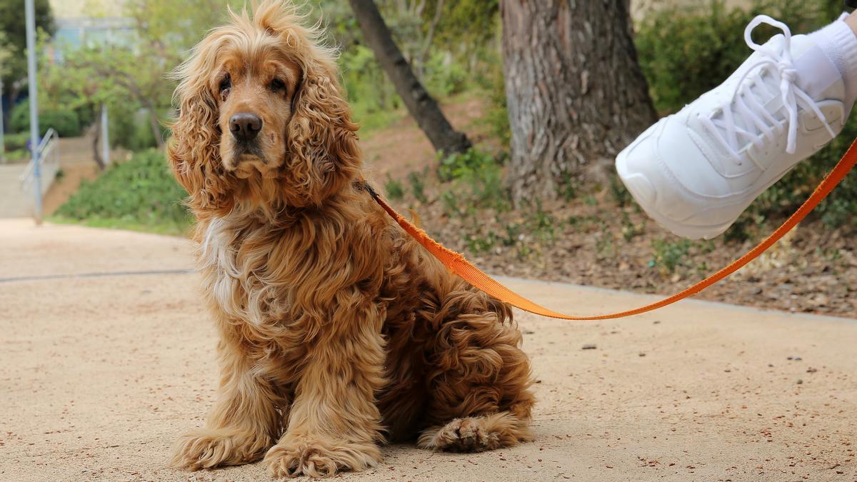 Rodolfo, muy atento ante la llegada de un perro a su zona del parque