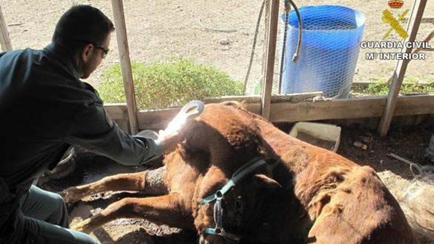 Un agente del Seprona de la Guardia Civil junto al caballo muerto en Mutxamel.