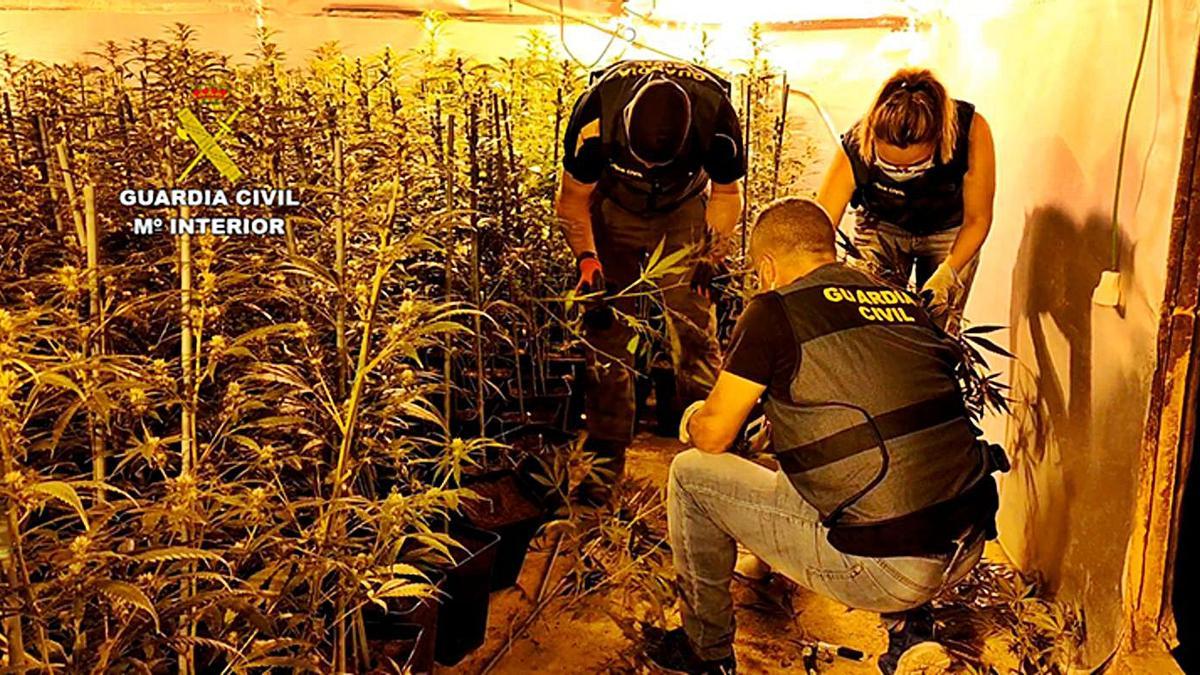 Arriba, tres agentes de la Guardia Civil registran una de las plantaciones de marihuana desmanteladas en la Operación Camperina. A la izquierda de estas líneas, dos de los detenidos. | Guardia Civil de Zamora