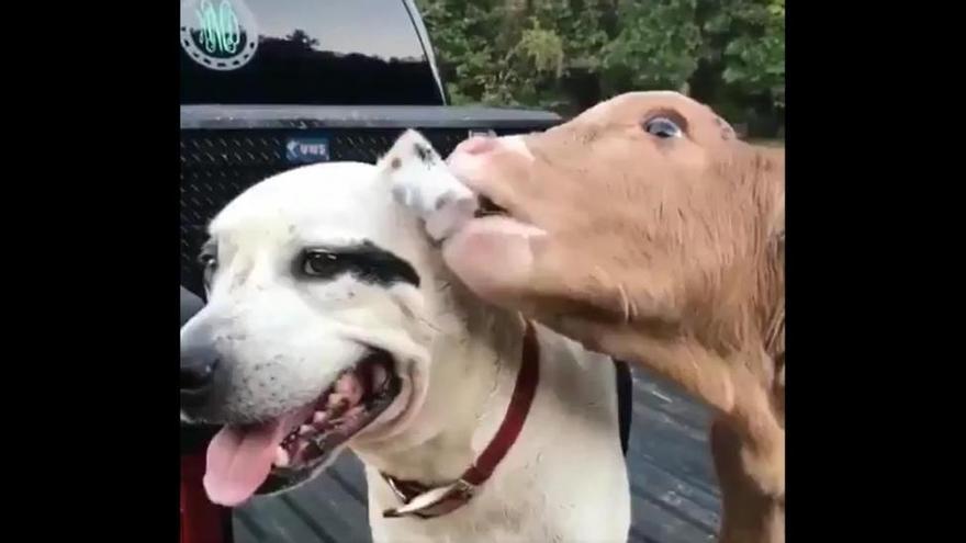 Una vaca y un perro encandilan Twitter con sus &#039;mimos&#039;