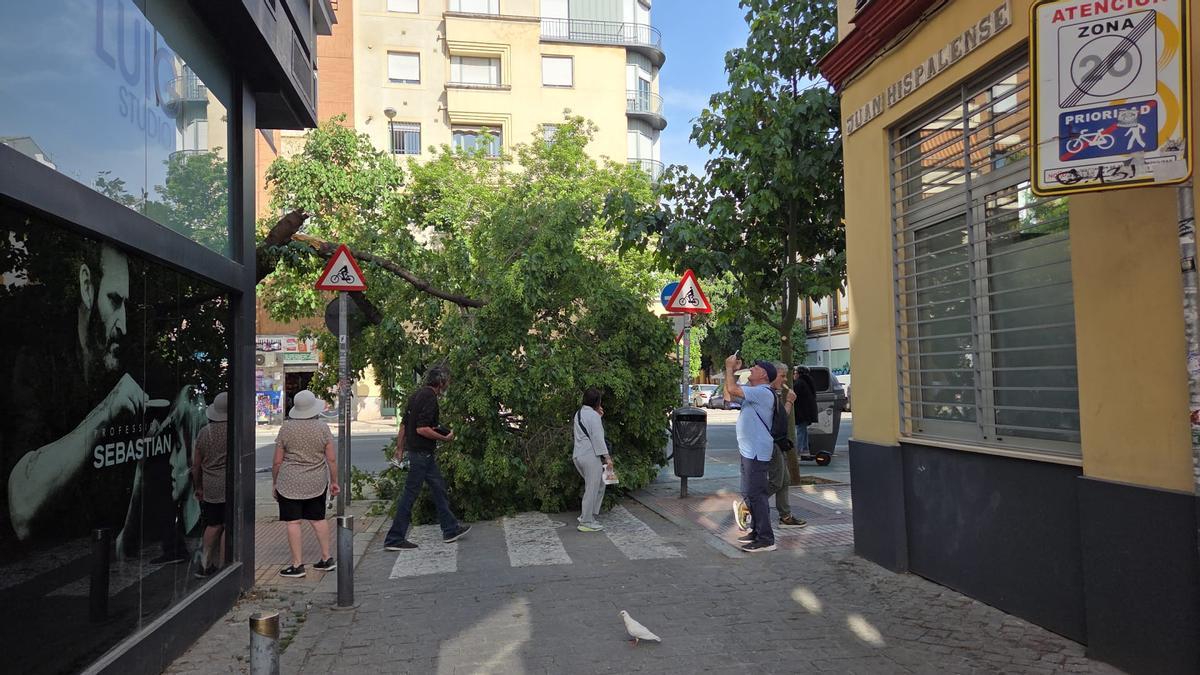 El árbol caído en la Avenida Menéndez Pelayo.