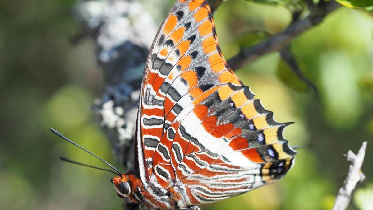 La «Charaxes jasius», conocida como mariposa del madroño.