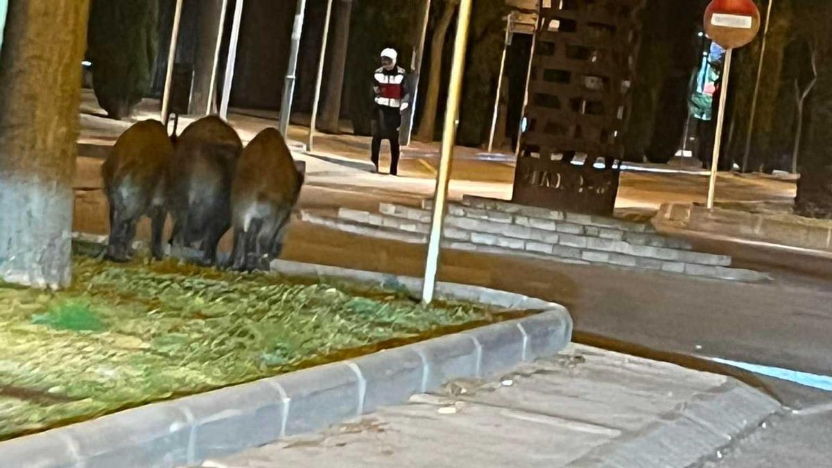 Un grup de senglars es passeja per Platja d&#039;Aro