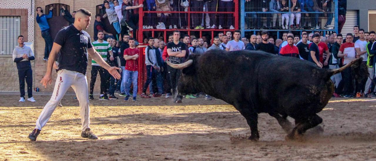 Sant Vicent inicia la temporada de &quot;bous&quot;