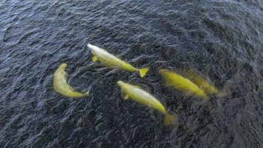 Belugas en Churchill y belugas con aurora boreal.