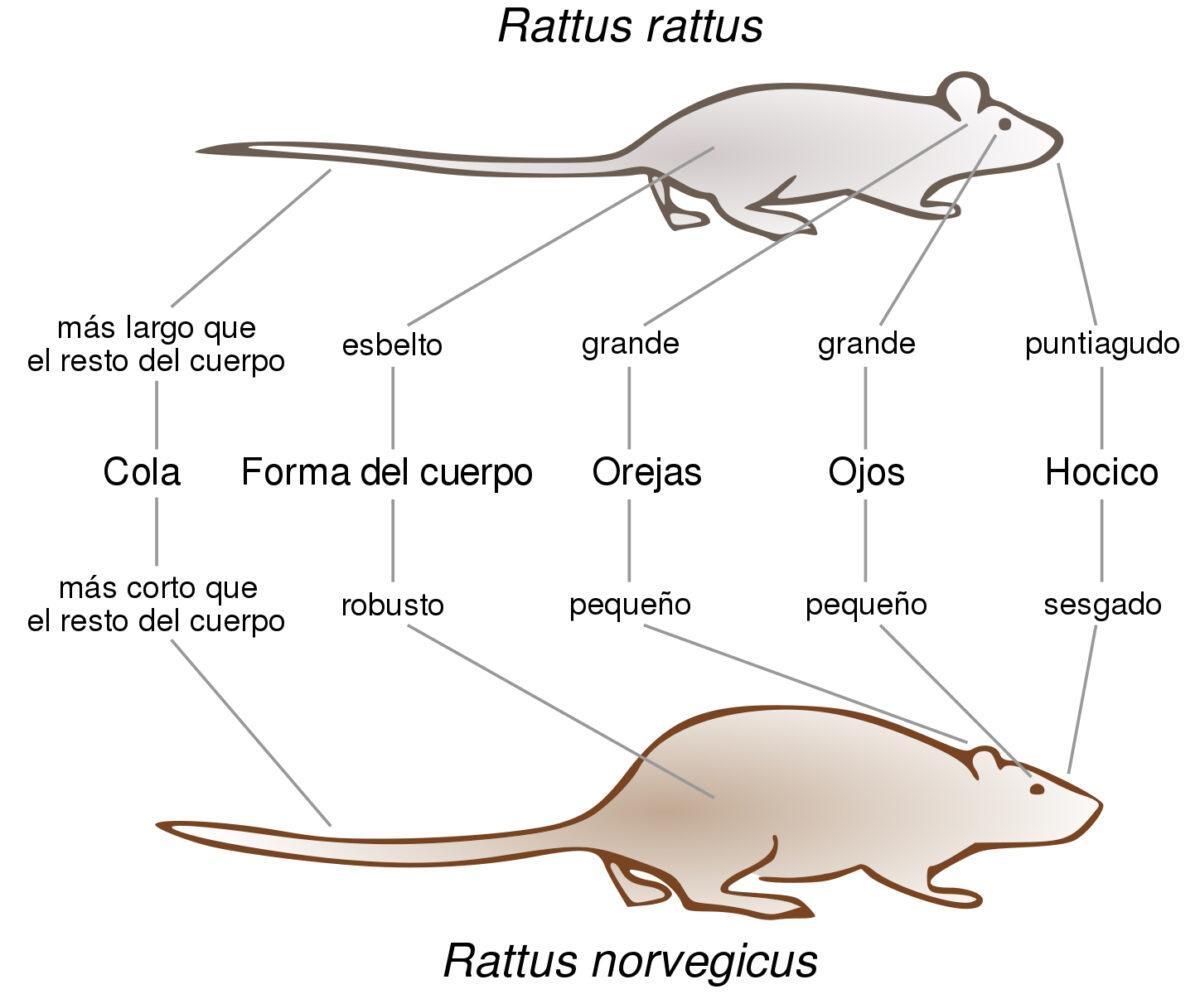 La rata negra invade España: “No dejen comida o residuos en la vía pública”, alertan los sanitarios