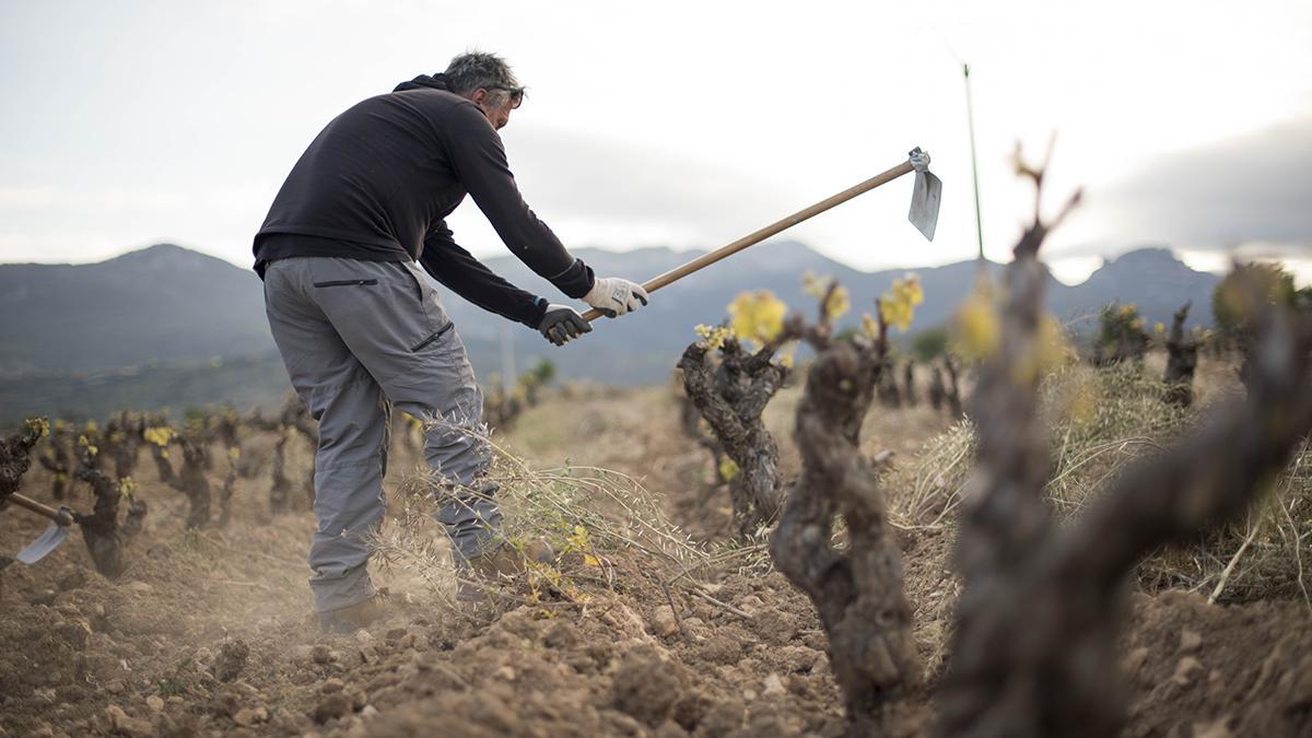 Los vinos de pueblo son aquellos que hablan con honestidad del territorio.