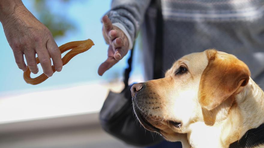 Los perros guía de la ONCE en las Islas Canarias piden que no los distraigas con alimentos