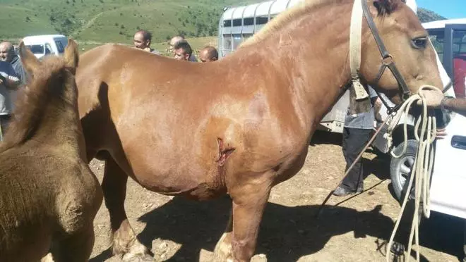 Uns desconeguts fereixen amb ganivets sis eugues