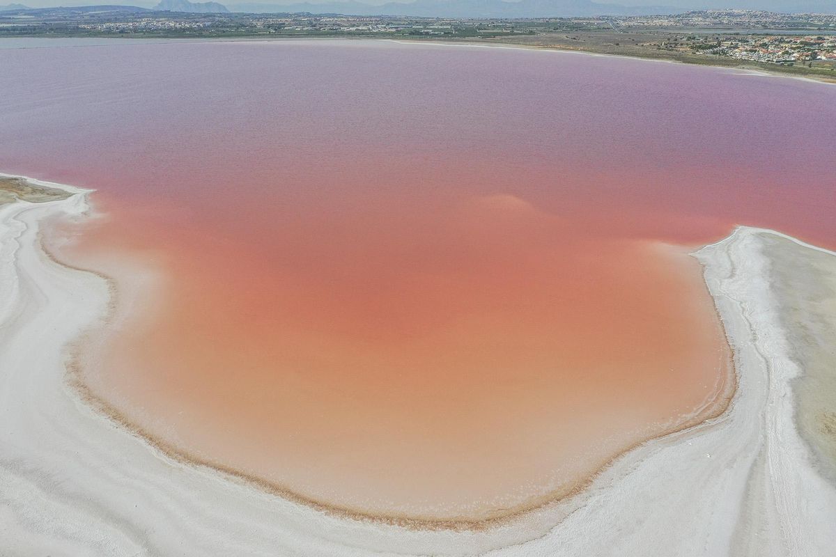 La laguna de Torrevieja recupera el rosa un año después