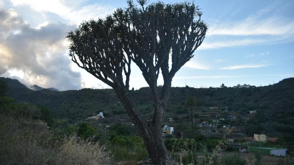 Atentado ecológico en uno de los dragos más famosos de Gran Canaria