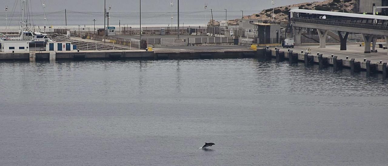 Dos delfines de caza en el puerto de Ibiza.
