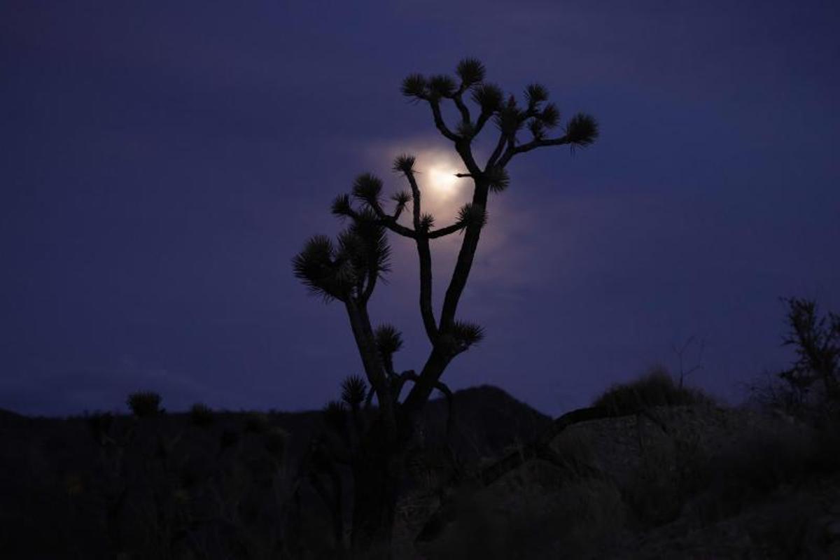 Arde la Reserva Nacional de Mojave entre California a Nevada