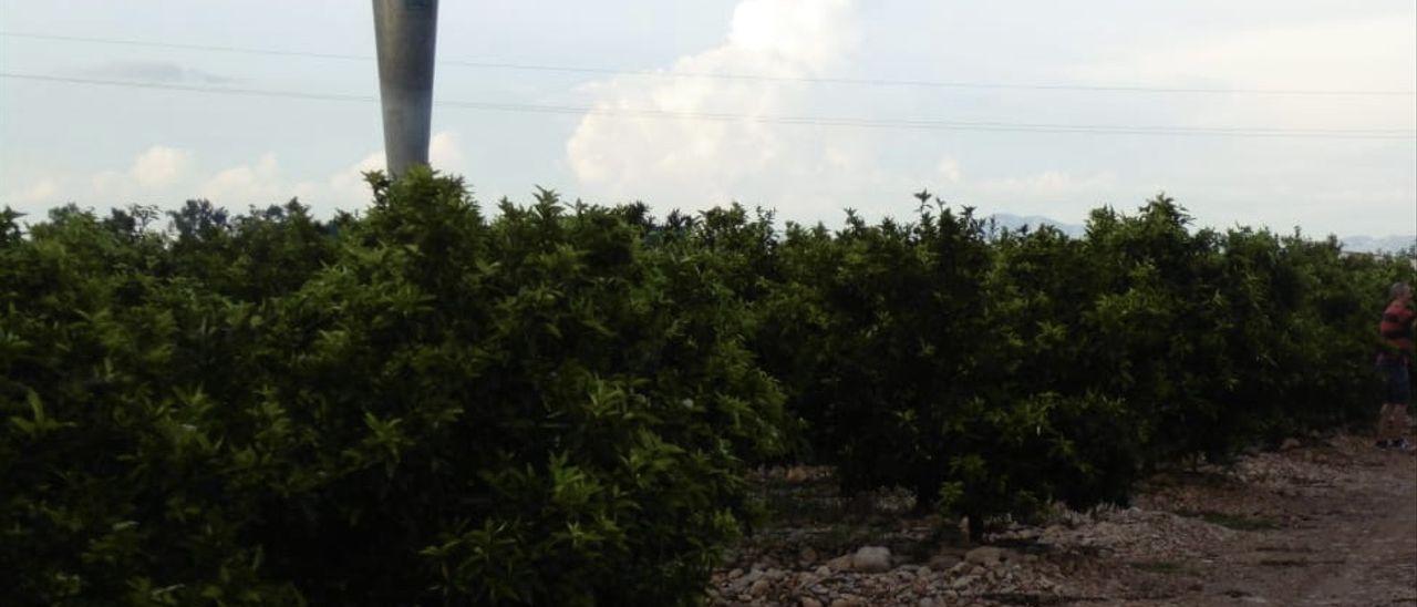 Uno de los cañones sónicos en un campo de naranjos