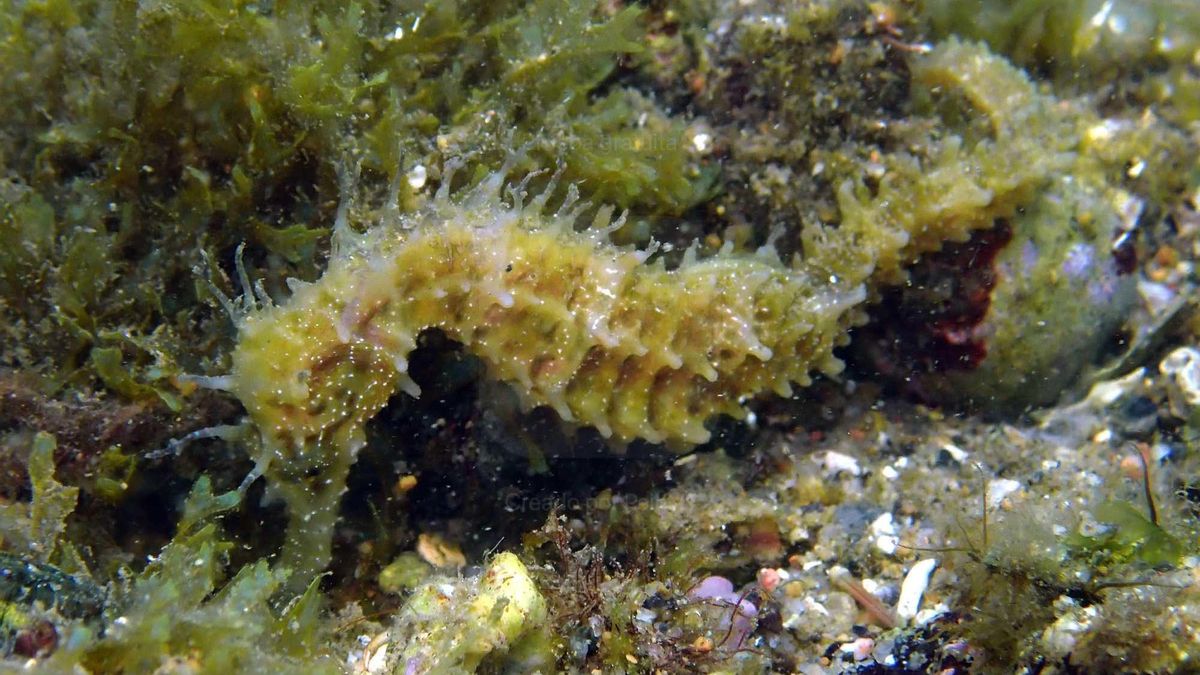 Un cavallet de mar a l'Estartit.