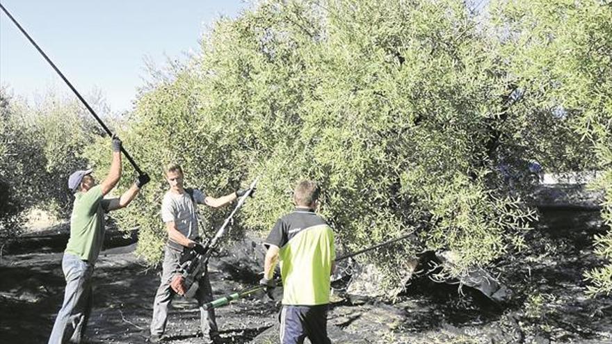 Gran preocupación olivarera por la falta de mano de obra para la aceituna