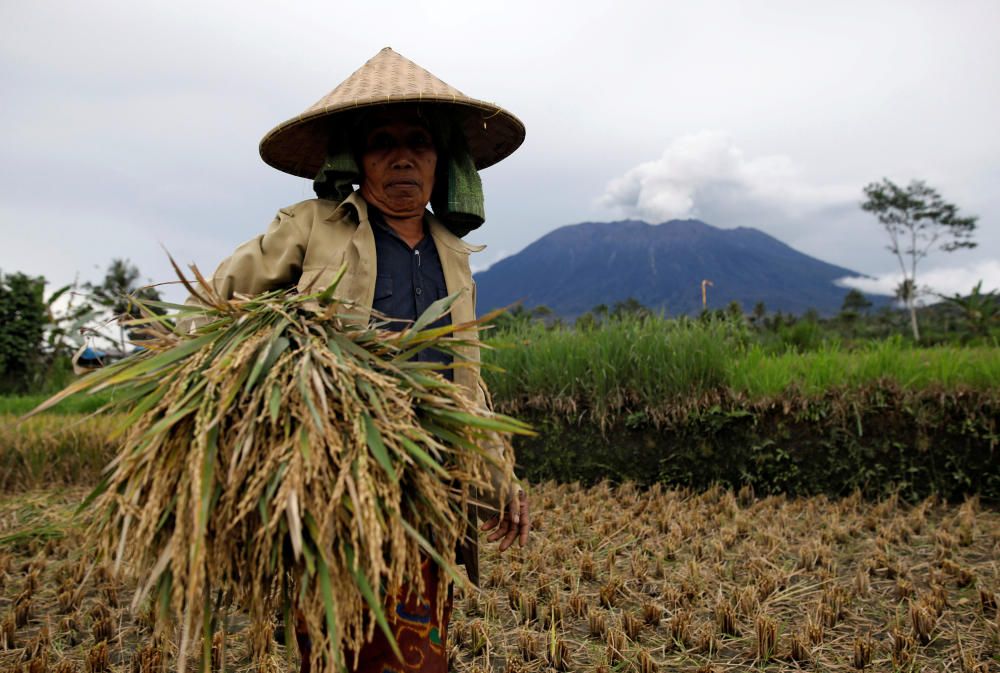 A farmer harvests rice on the edge of the ...