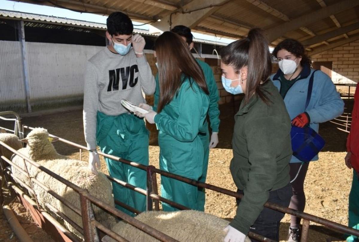 Varios alumnos realizan mediciones en una manga de manejo.