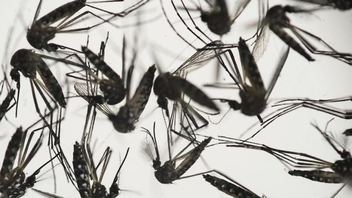 Ejemplares del mosquito Aedes, transmisor del virus del zika.
